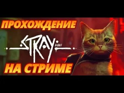 Коте прямой эфир