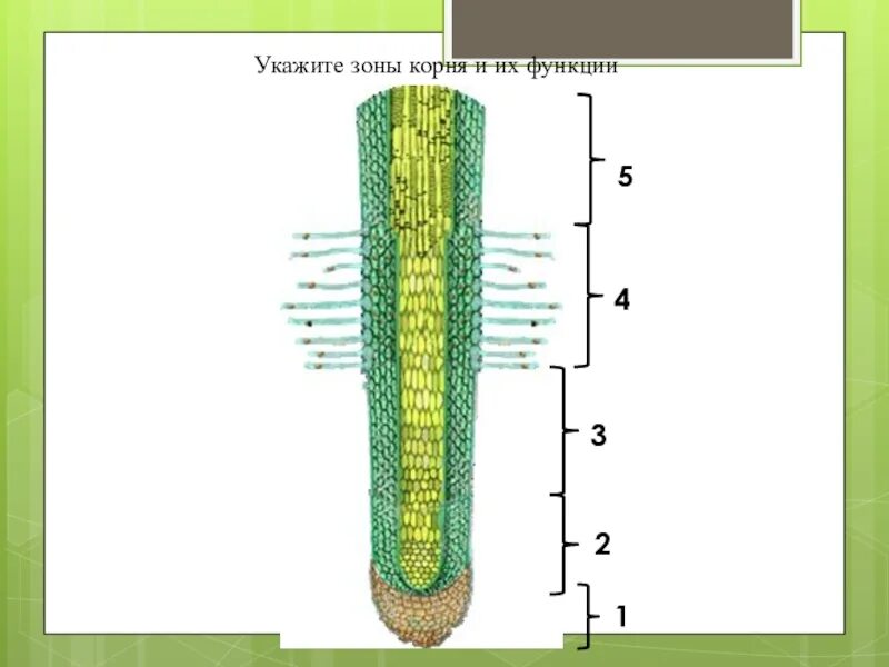 Строение зоны корня рисунок. Зоны корня 5 класс биология. Зоны корня покрытосеменных растений. Строение корня зоны корня и их функции. Биология 7 класс Пасечник строение корня растений.