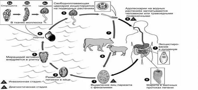 Жизненный цикл печеночного сосальщика. Цикл развития печеночного сосальщика. Схема жизненного цикла печеночного сосальщика. Цикл развития печеночного сосальщика вуз.