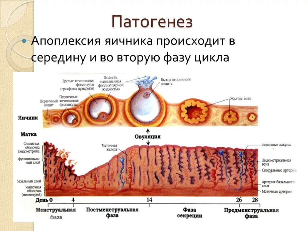 Ранняя стадия секреции эндометрия. Апоплексия яичника патогенез. Овариально маточный цикл. Схема менструационного цикла маточный. Маточный цикл фазы схема.