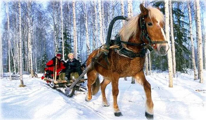 Прогулка на лошадях в лесу зимой. Лошади в деревне зимой. Катание на лошадях на санках в Петрозаводске. Лошадь везет санки с детьми. Мамочка на саночках караоке