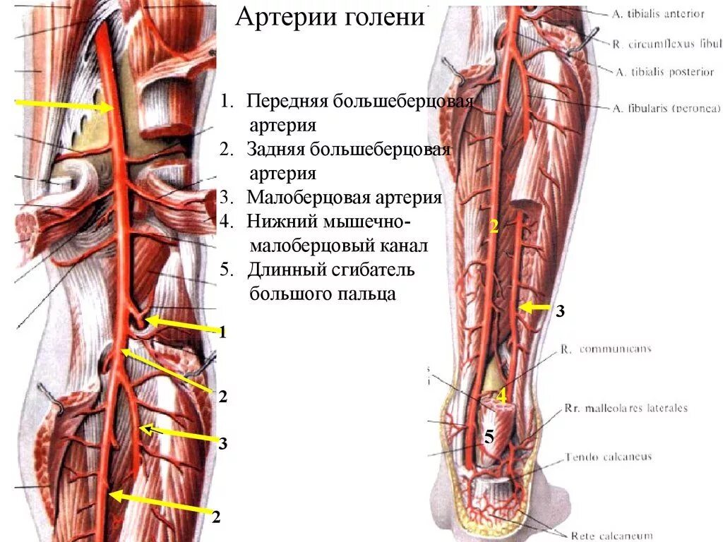 Артериальные сосуды нижних конечностей. Берцовые артерии нижних конечностей анатомия. Задняя большеберцовая артерия топография. Задняя большеберцовая артерия (a. Tibialis posterior):. Ход задней большеберцовой артерии.