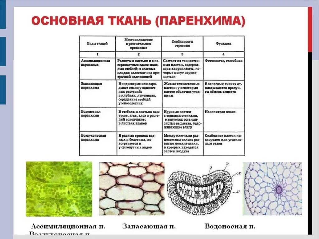 Почему ткани выполняют разные функции. Функции основной ткани растений и виды. Основная ткань растений строение и функции. Паренхима ткань растений. Водоносная паренхима ткань у растений.