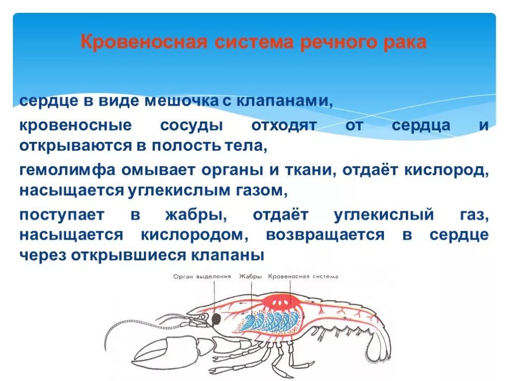 Как дышат раки. Строение кровеносной системы ракообразных. Кровеносная система Раека. Кровеносеаясистема ракообразных. Сердце ракообразных.