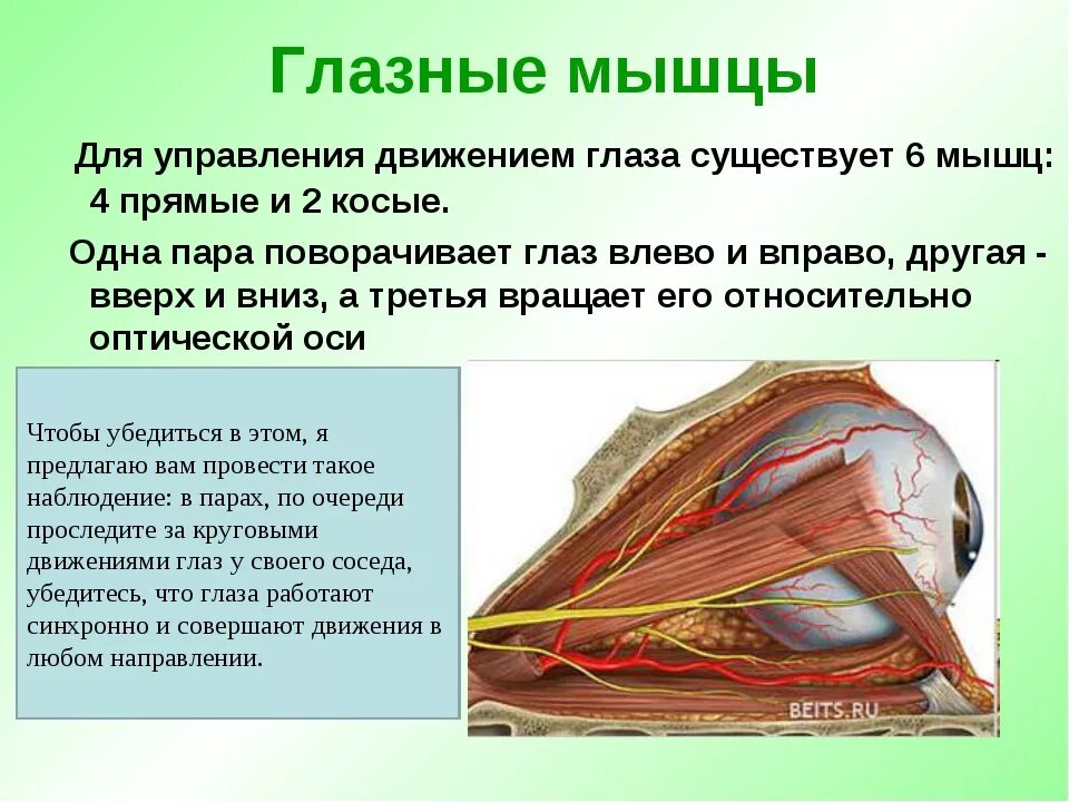 Ресничная мышца глаза функции. Поперечнополосатые мышцы глаза анатомия. Глазодвигательные мышцы глаза. Мышечное строение глаза. Глазодвигательные мышцы строение.