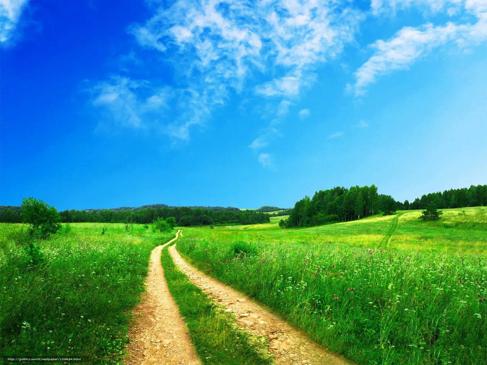 дорога в поле. н а некрасов стихотворение школьник. природа. небо ельник и песок невеселая дорога. лесная дорога.