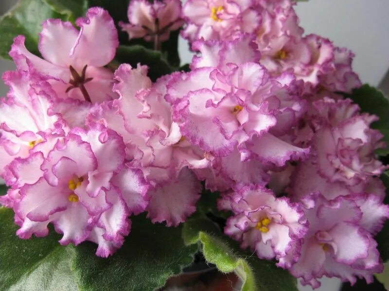 Сортовая фиалка ян менуэт. Фиалка ян менуэт. Сорт фиалки ян менуэт. Фиалка менуэт фото. Сорт фиалки ян менуэт.