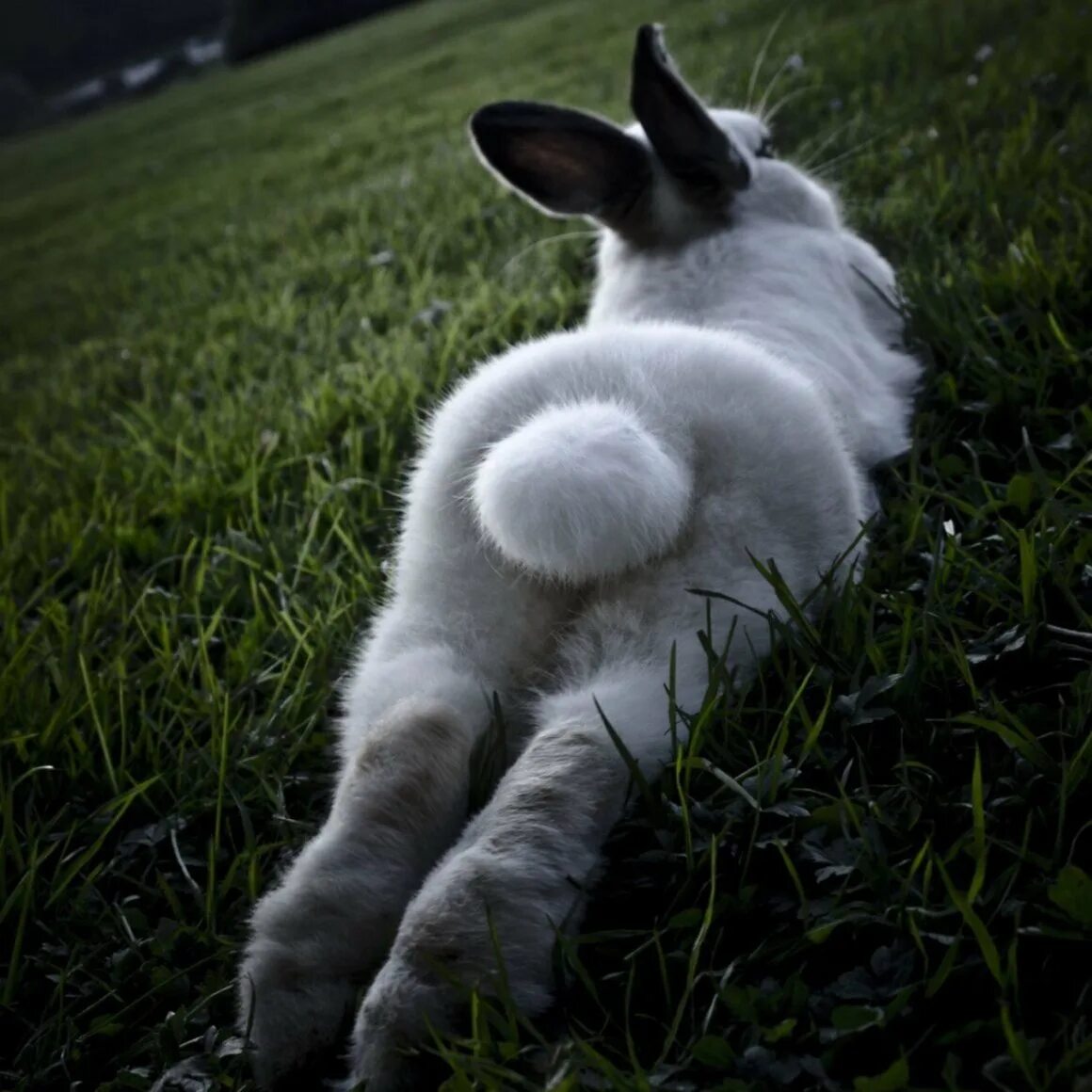Короче зайка. Заяц хваста. Заяц лежит. Красивый зайчик. Смешной заяц.