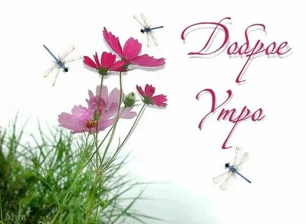 Доброе утро хорошего дня цветы надпись