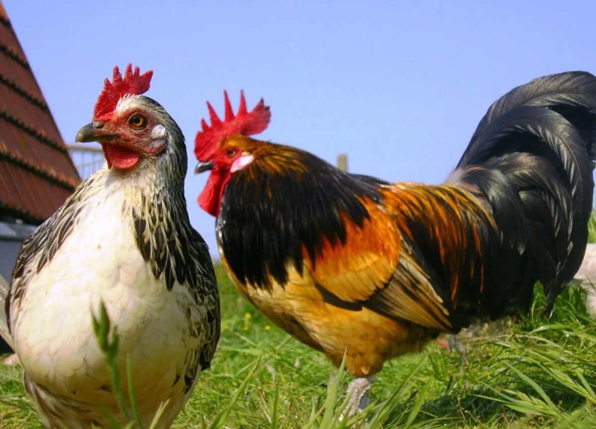 O chicken