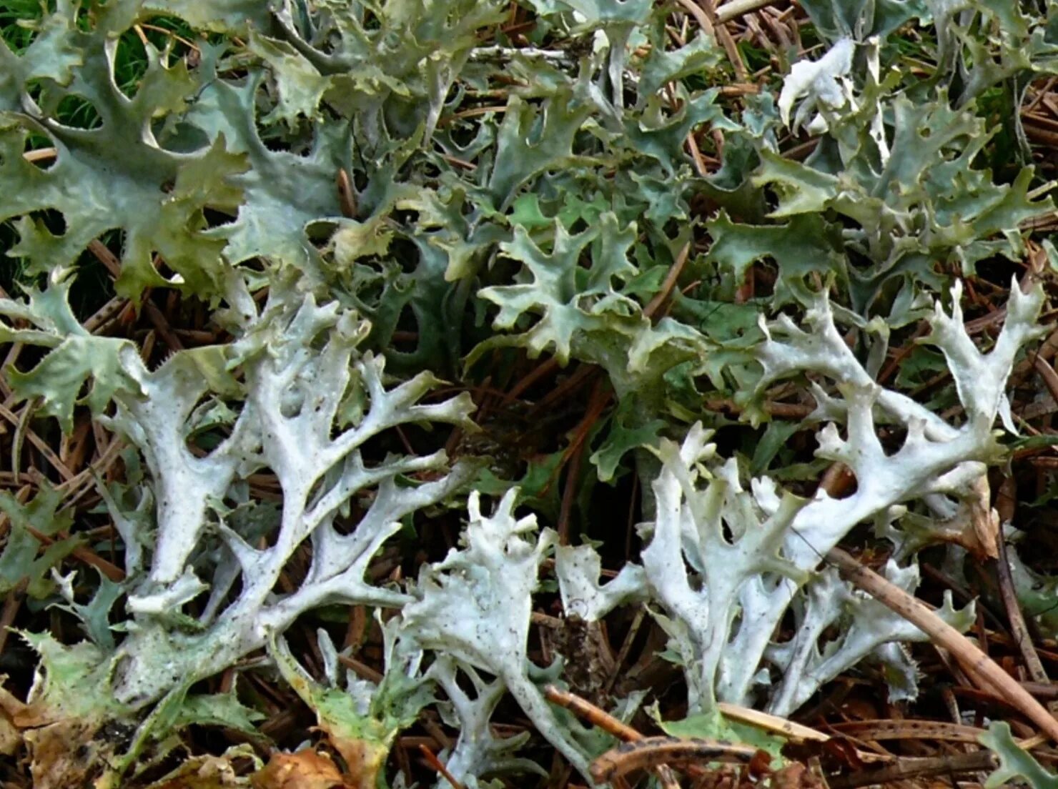 цетрария где растет. цетрария лишайник. цетрария исландская, исландский мох. ирландский мох центрарий. исландский мох (цетрария).