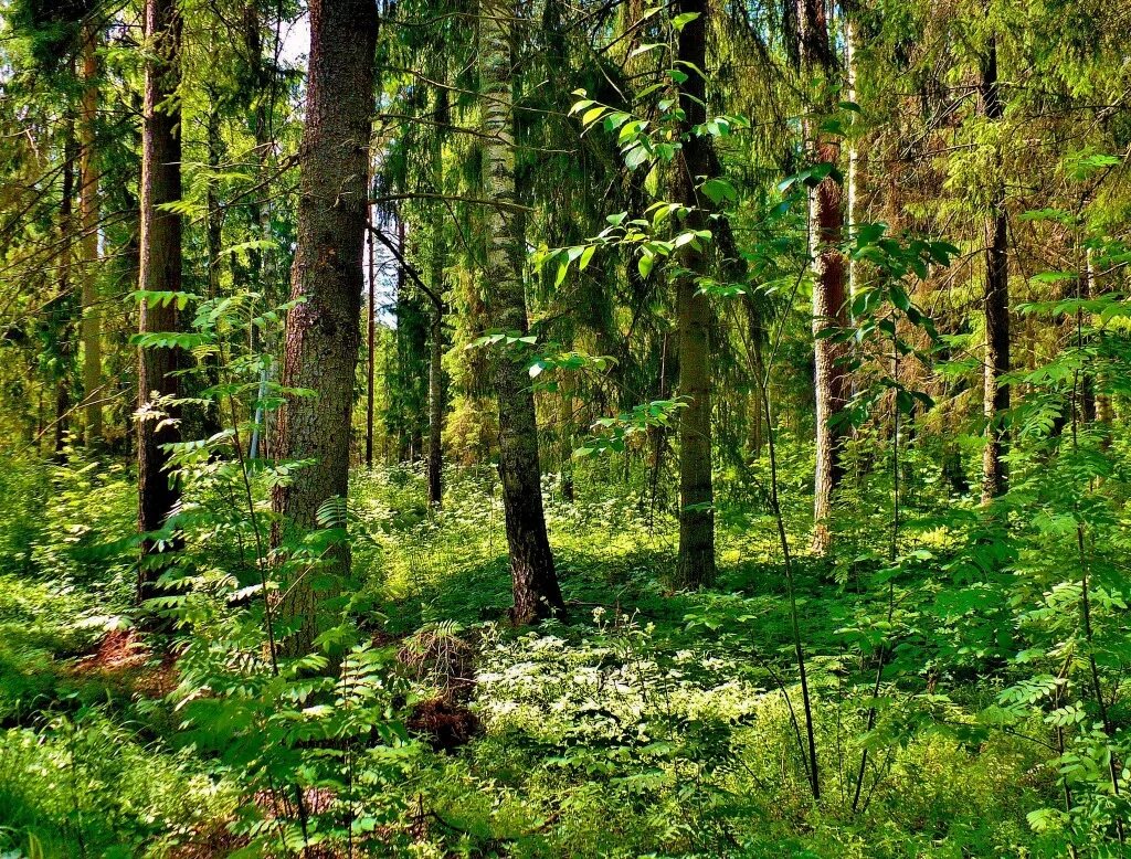 Алатанинский лес. Леса России. Русский лес. Лес России летом. Лесной край купить