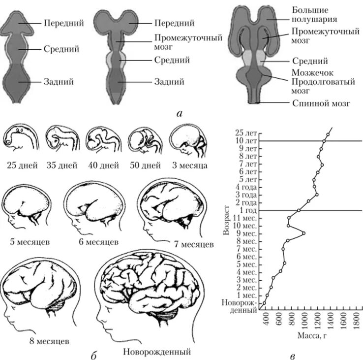Внутриутробное развитие мозга. Схему развития головного мозга человека. Фронтальная схема развития головного мозга человека. Онтогенез головного мозга схема. Изобразите схему развития головного мозга человека.