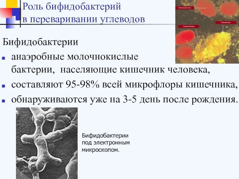 Бифидобактерии где. Бифидобактерии. Бифидобактерии и лактобактерии для кишечника. Бифидобактерии заболевания. Роль лактобактерий в кишечнике.