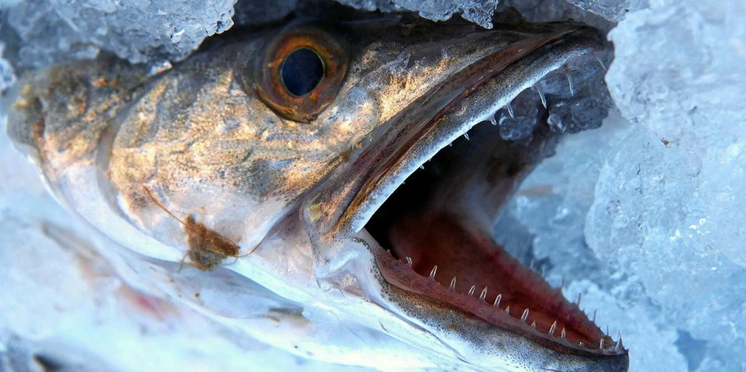 Почему рыба разваливается. Хек мерлуза. Хек живой. Европейский хек. Хек рыба фото Живая.