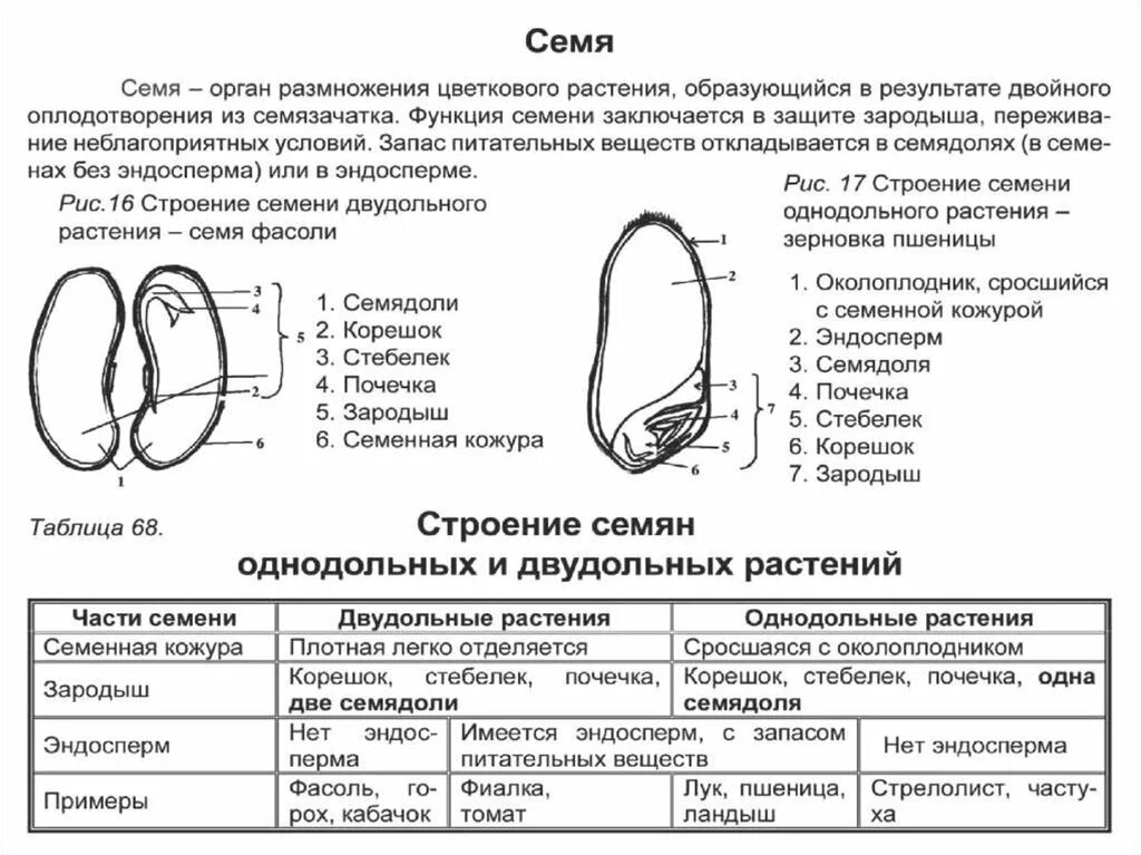 Запас питательных веществ у однодольных растений. Строение зародыша однодольных растений. строение семени однодольных и двудольных. строение однодольного семени и двудольного семени. строение однодольного семени фасоли.