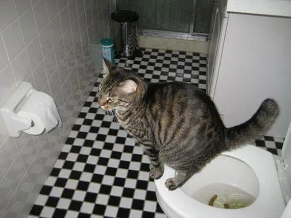 Не могу сходить в туалет 2 дня. Туалет для кошек. Кот ходит в туалет. Кот в туалете. Туалетный котенок.
