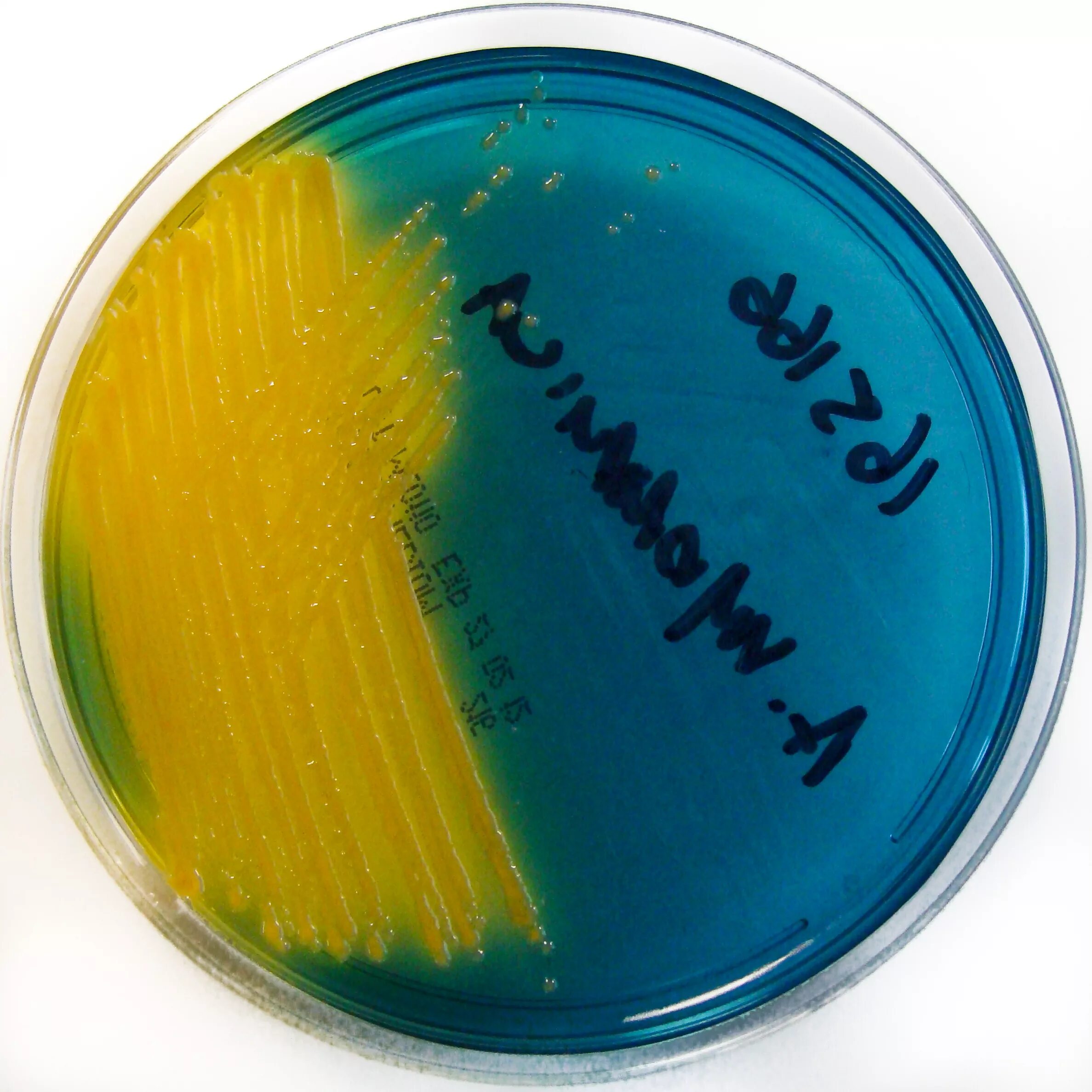 Ба агар. TCBS агар. Aeromonas hydrophila микробиология. Aeromonas hydrophila морфология.