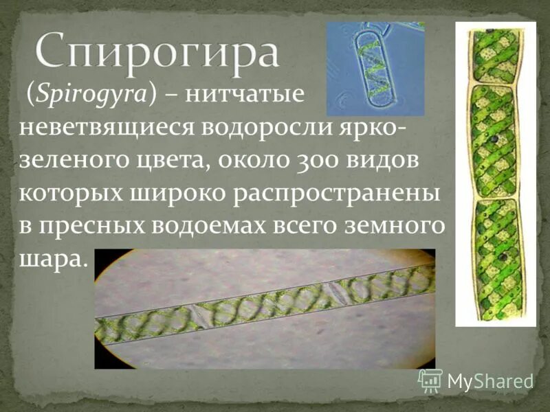 нитчатая водоросль улотрикс размножение. жизненный цикл водорослей улотрикса. размножение водорослей схема улотрикс. улотрикс цикл размножения. нитчатая водоросль спирогира.