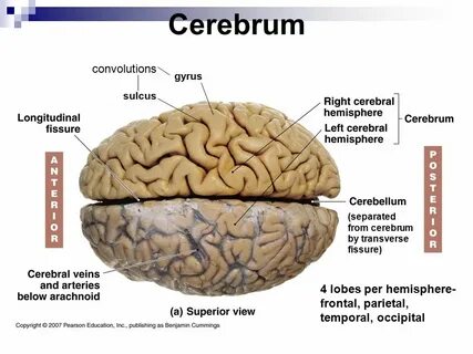 Cerebrum