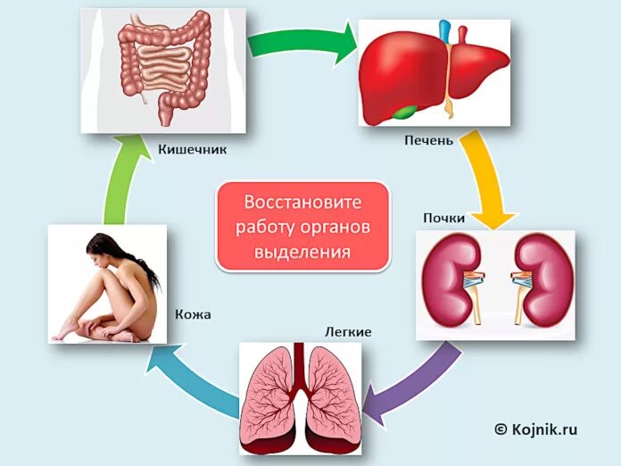Печень орган выделения. Кишечник кровь почки легкие