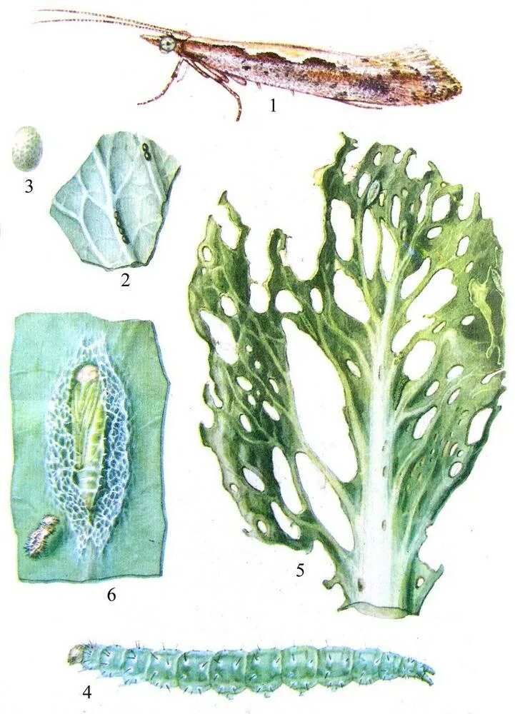 Капустная моль какой тип повреждения. Гусеница капустной моли. Рапсовый пилильщик гусеница. Галлица капустная рапсовая. Капустная моль Имаго.
