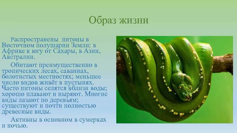 О питоне для 1 класса. Питон доклад для 1 класса. интересные факты о петоне. факты о питоне. доклад про питона.