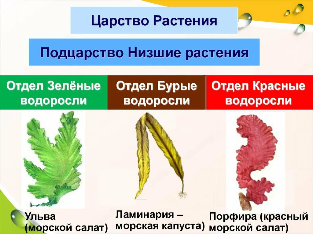 Из предложенного списка выберите низшие растения. Отделы водорослей зеленые бурые красные таблица. Отдел бурых и красных водорослей. Красные водоросли низшие растения. Порфира и Ульва.