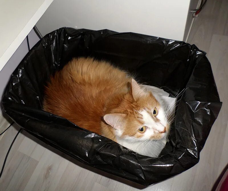 Мусорный кот. Кот в мусорном ведре. Помойный кот. Мем мусорный кот.