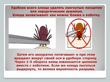 Чем опасны клещи для кошек