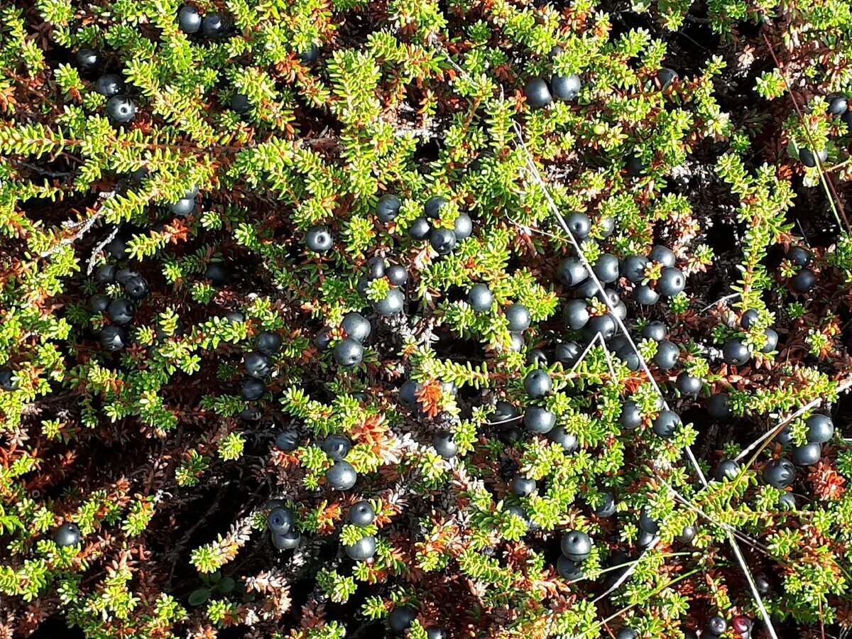 шикша- водяника, вороника. вороника (водяника). водяника черная шикша. шикша водяника сибирская. ягода северная шикша.