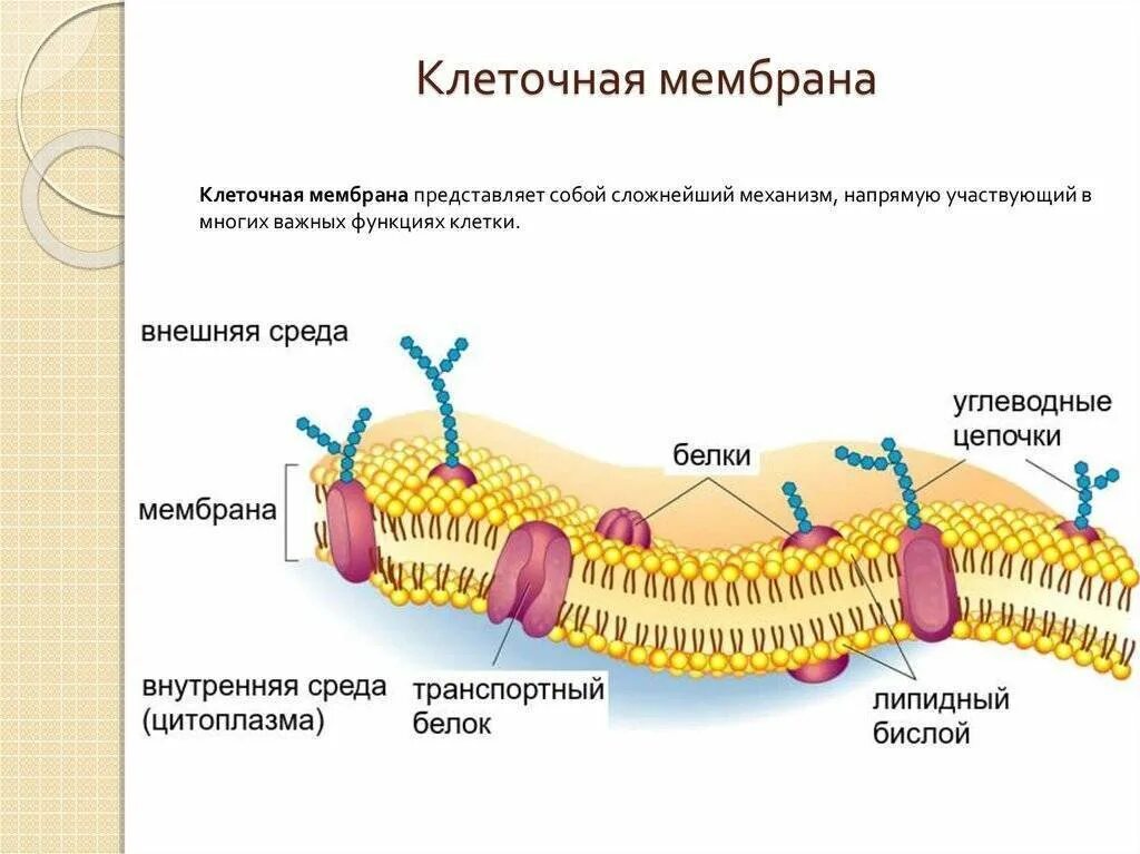 Мембрана клеток включает. Клеточная плазматическая мембрана. Мембрана клетки билипидный слой. Как устроены мембраны клетки. Строение плазматич мембраны.