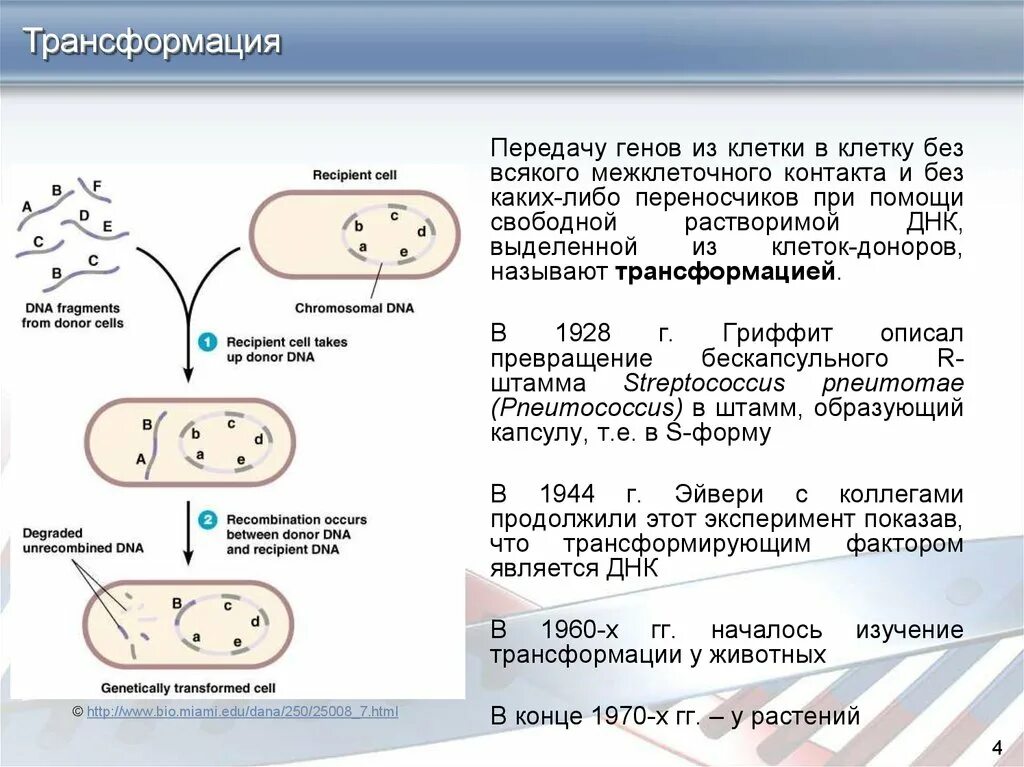 Передача генетической информации у бактерий. Трансформация бактерий. Трансформация генов. Трансформация передача генетической информации.