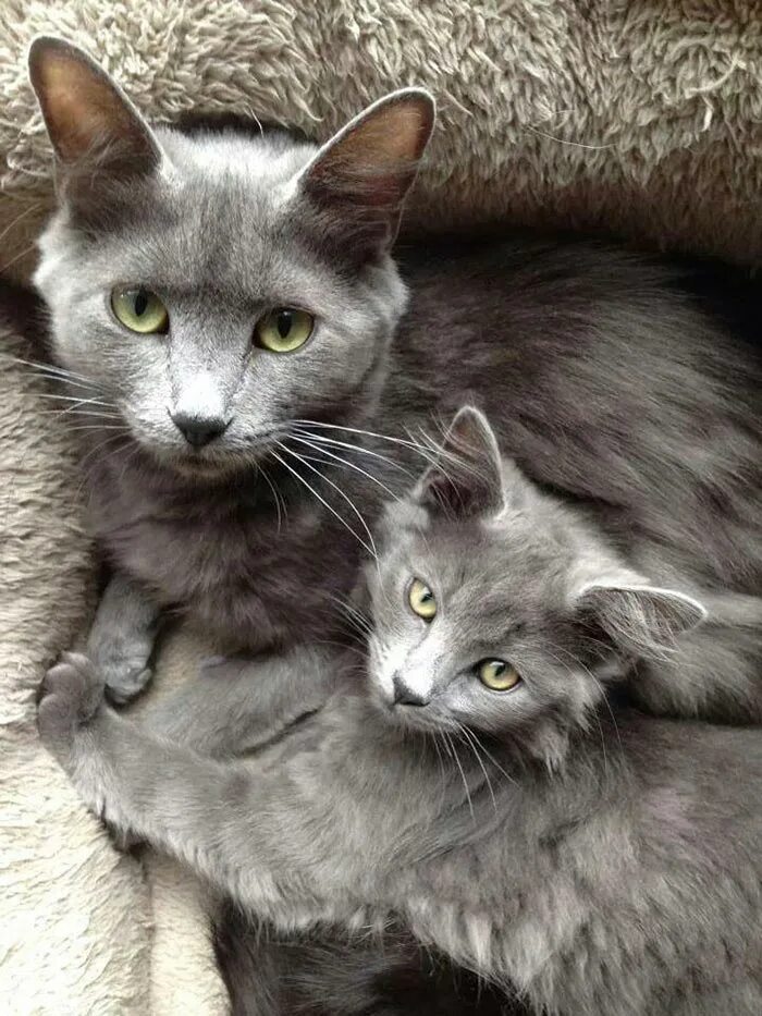 Кошка с котятами. Серая кошка с котятами. Мама кошка. Кошечка с котятами. Взрослая кошечка
