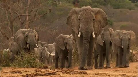 Wildlife videos