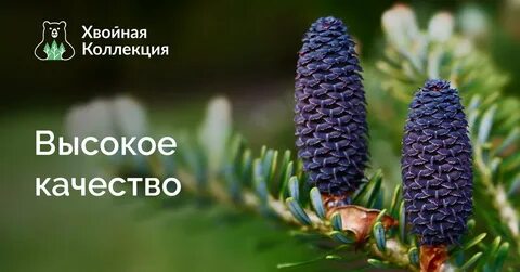 Хвойная коллекция