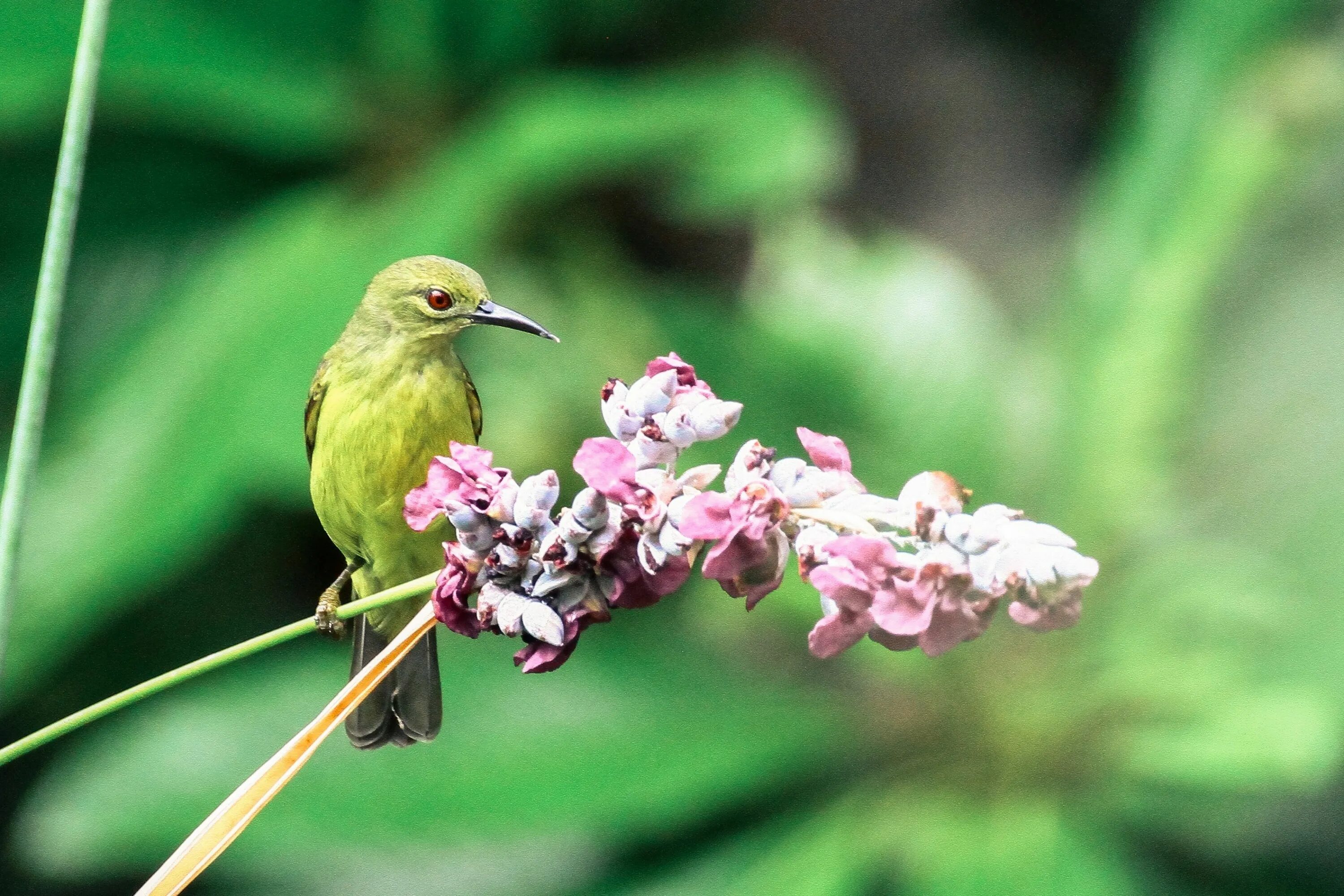 Зеленая птица. Птица с зеленой спинкой. Птица на зеленом фоне. Зеленый птичий цветок.
