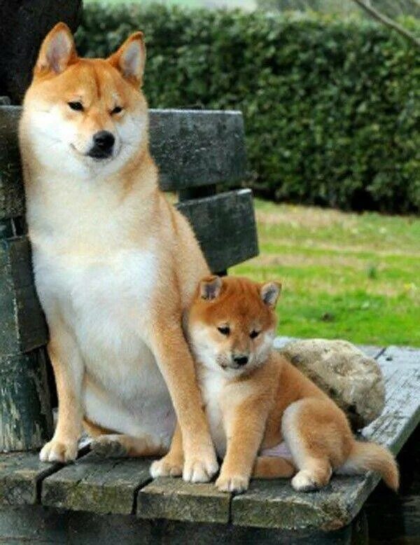 Акита-ину и сиба-ину. Шиба ину и акита ину. Акита сиба. Порода собак акита и сиба. Акита шиба ину.