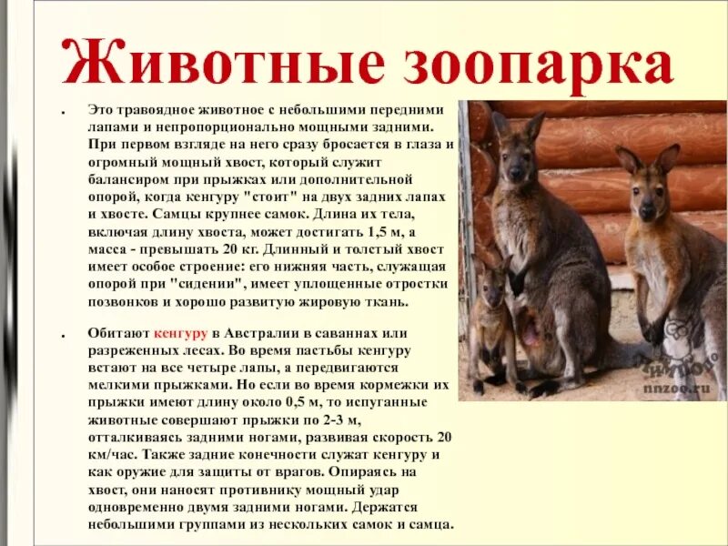 Сочинение мы в зоопарке. Доклад про животное в зоопарке. Зоопарк сочинение. Животные зоопарка с описанием. Сообщение о животном из зоопарка.