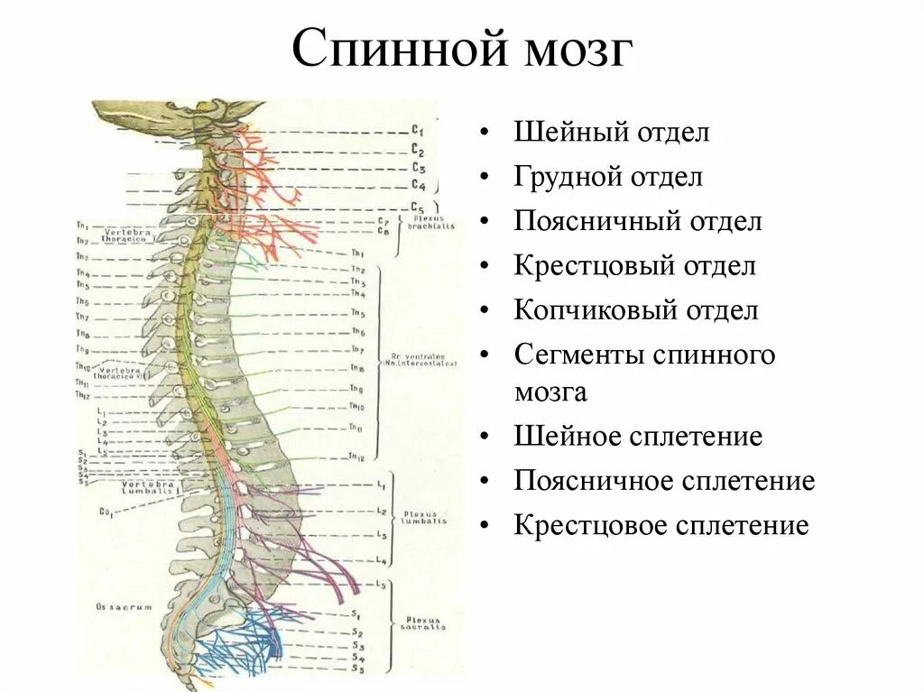 В шейном отделе спинного мозга сегментов. Строение спинного мозга анатомия с отделами. Анатомическое строение сегмента спинного мозга. Строение поясничного сегмента спинного мозга. Шейная часть спинного мозга.