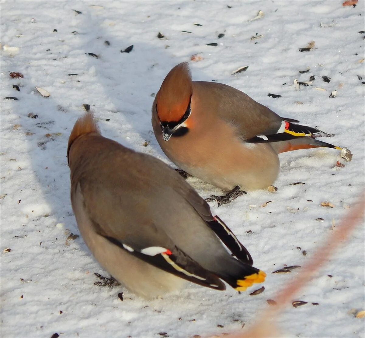 красные птички в сибири зимой. снегирь свиристель щур. зимующие птицы забайкалья синица. зимующие птицы красноярска. зимующие птицы ставропольского края.
