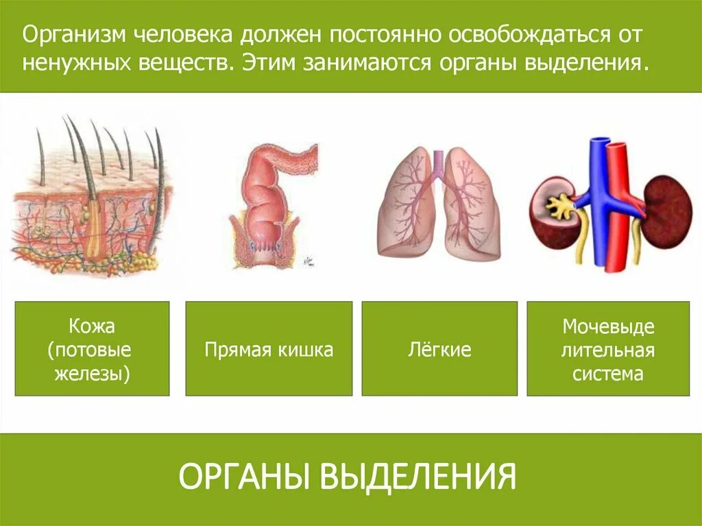 Органы выделительной системы человека 3 класс окружающий мир. Выделение и выделительная система человека. Выделительная система организма человека 4 класс. Система органов выделения человека. Бесполезные органы