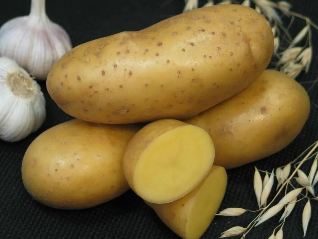 Желтые сорта картофеля. Сорт картофеля аспия. картофель императрица седек. картошка скороспелка сорта. семенной картофель императрица.