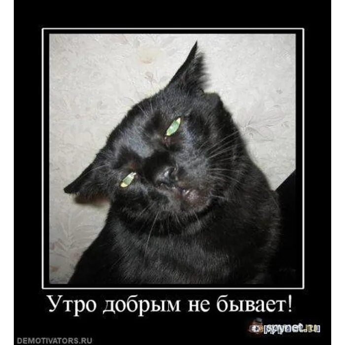 Добрым не бывает. Коты демотиваторы. демотиваторы с добрым утром. утро добрым не бывает. утро добрым не бывает прикол.