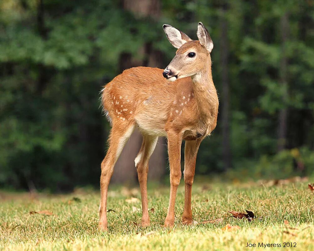 Dama dama-лань. Европейская лань. Пятнистый олень детеныш. Олень и олененок. Е лань и т и.