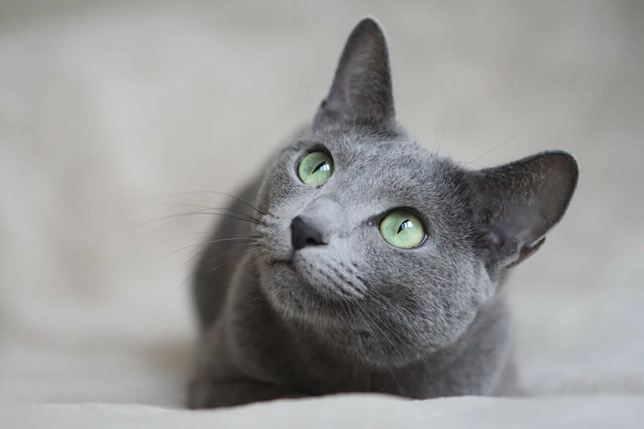 Кошки с серыми глазами порода