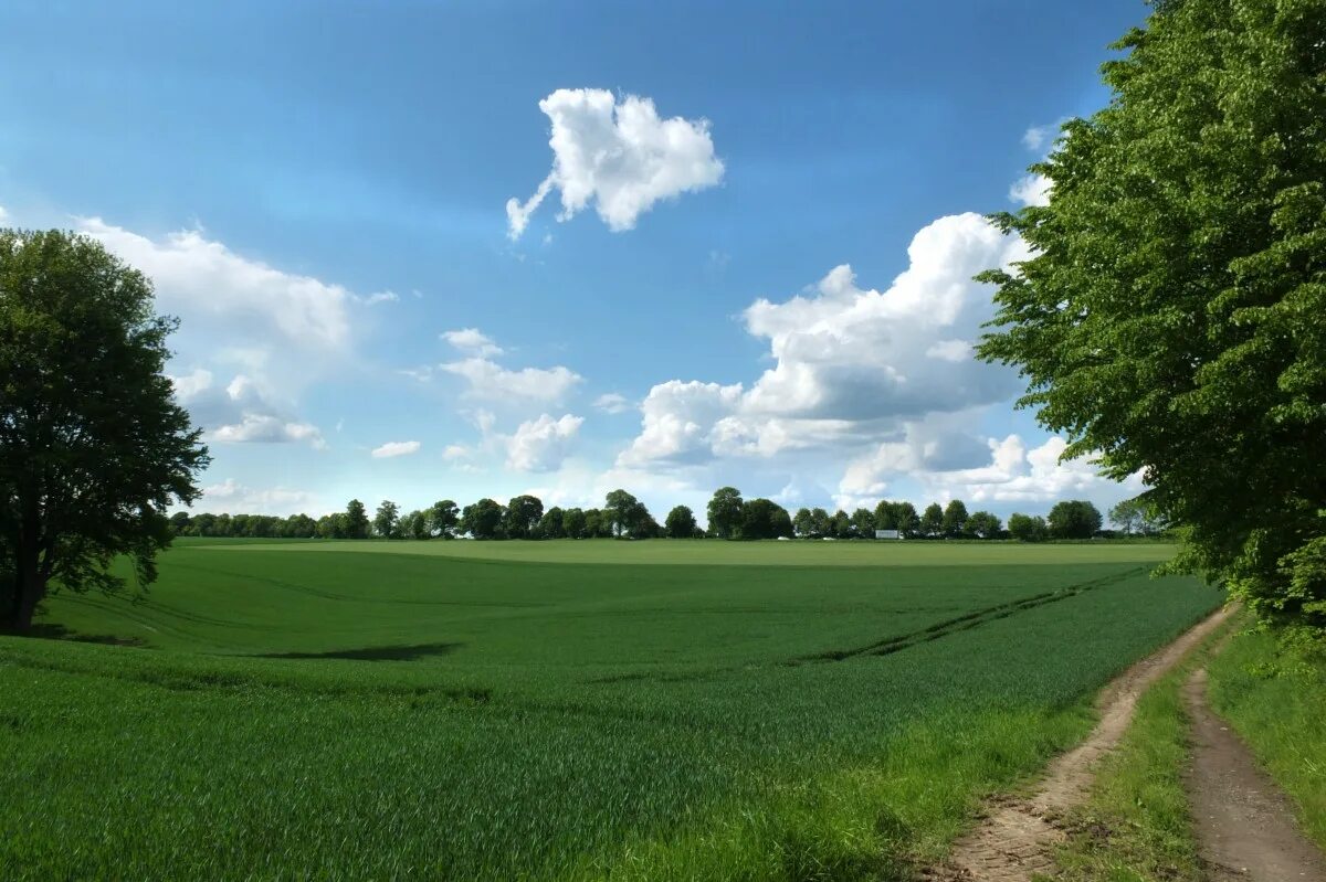 Fields 5