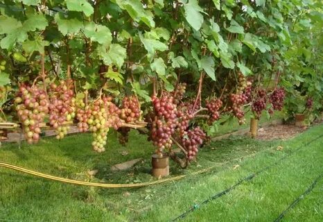 Сорт винограда памяти учителя
