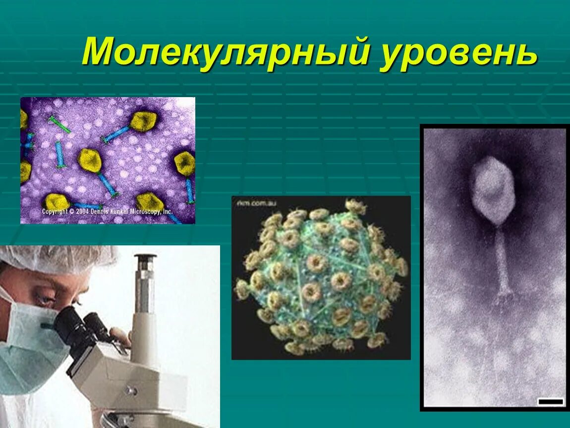 Молекулярный уровень тесты. Молекулярный уровень фото. тесты по молекулярной биологии.