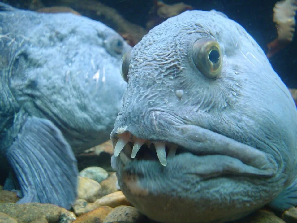 Animal deep. Зубатка рыба. Морской волк рыба зубатка. Рыба зубатка синяя. Зубатка (морской волк, окунеобразные).